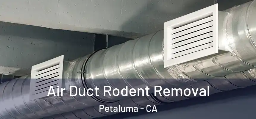  Air Duct Rodent Removal Petaluma - CA