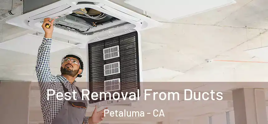  Pest Removal From Ducts Petaluma - CA